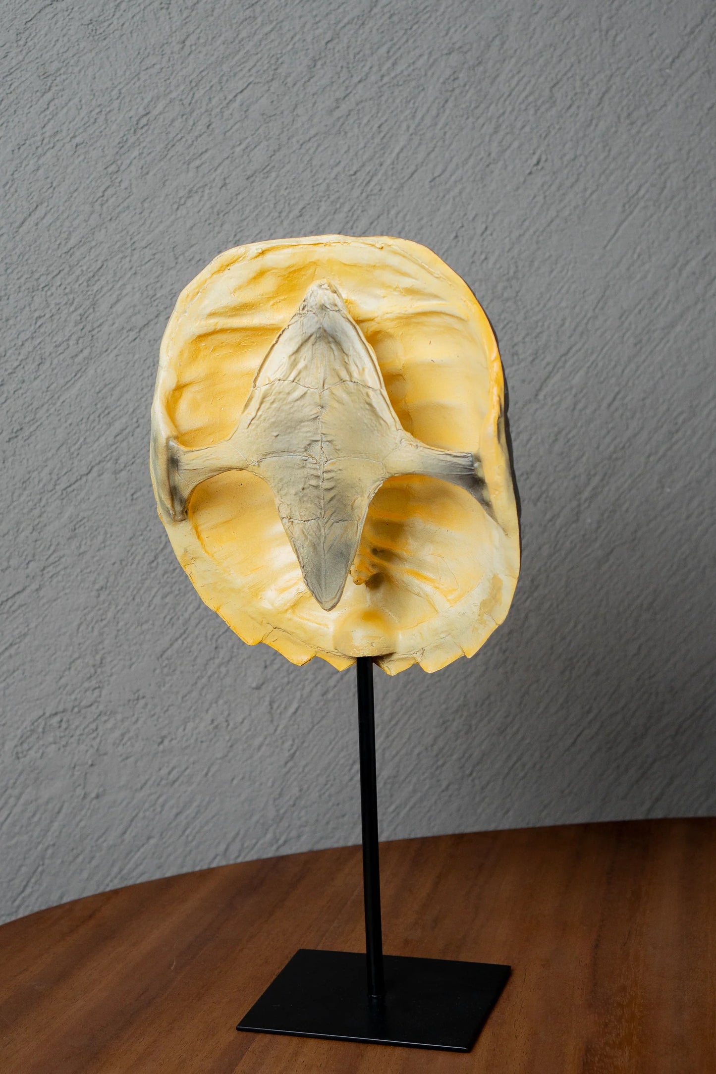 Réplica de caparazón de Tortuga Negro