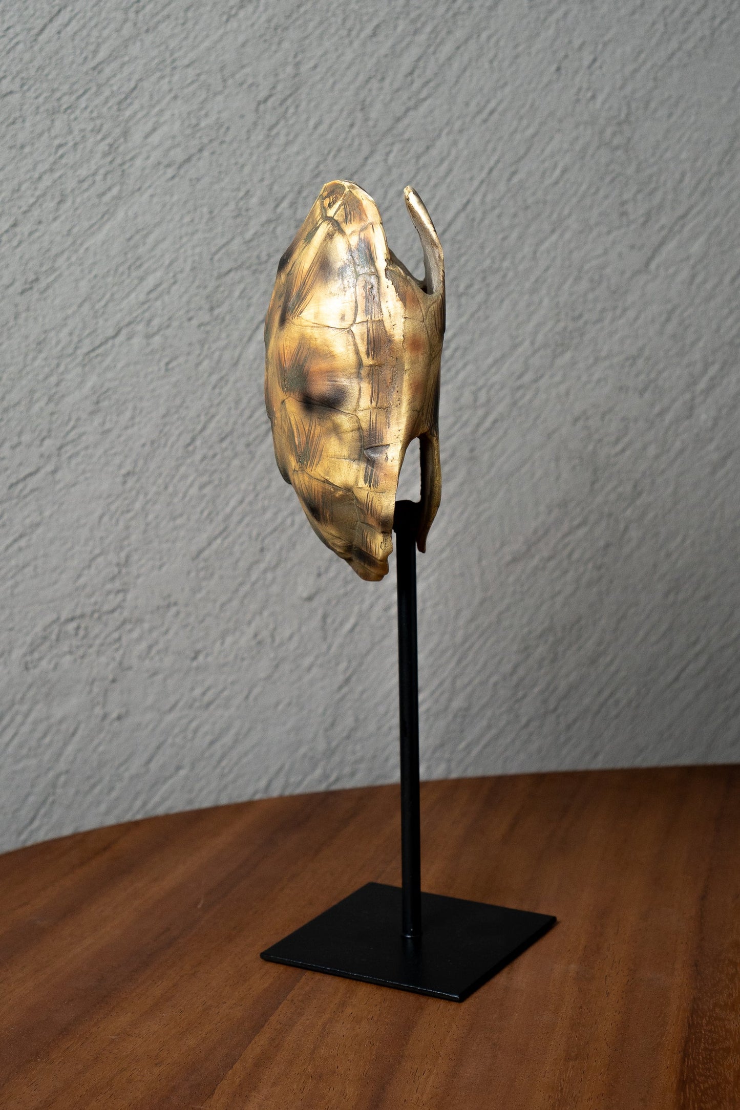 Réplica caparazón de tortuga