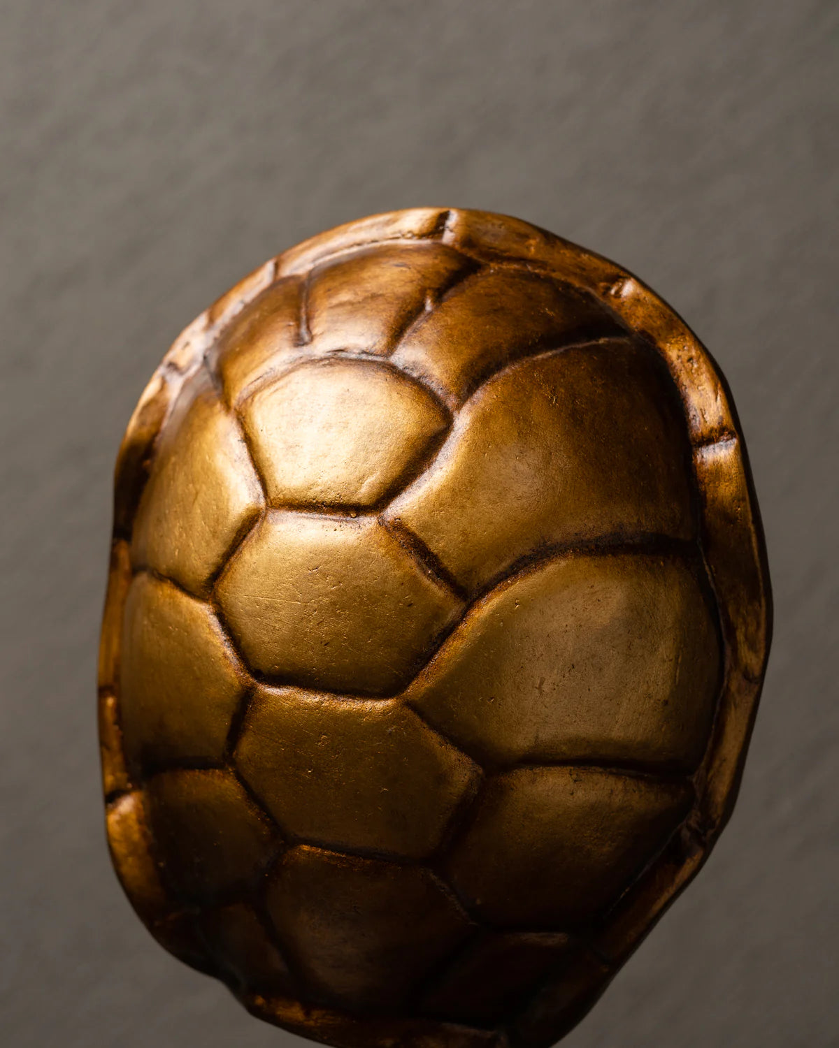 Réplica de caparazón de tortuga café